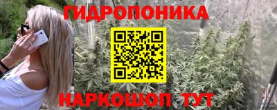 крисы Шебекино