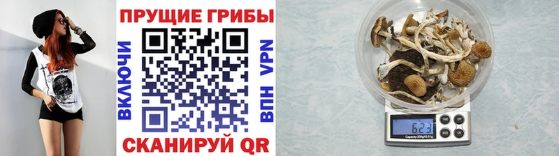 kraken   Киреевск  Псилоцибиновые грибы GOLDEN TEACHER  купить наркотики сайты 